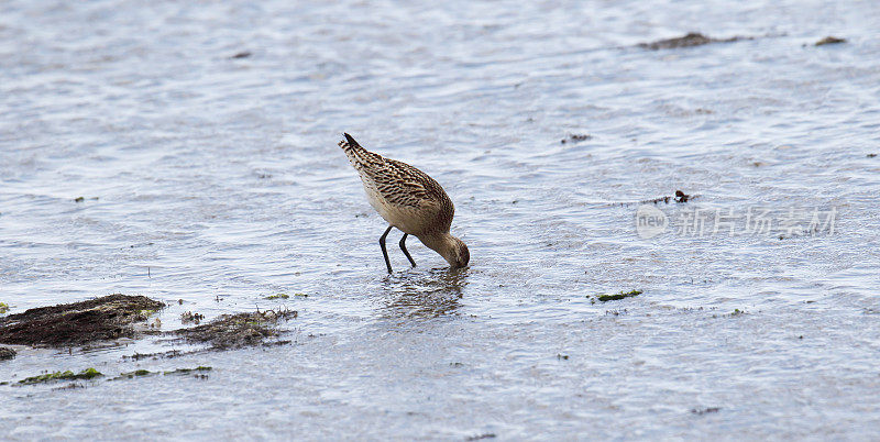 在冬季羽毛的Bar Tailed Godwit (Limosa lapponica)